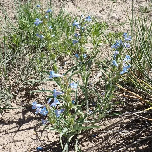 Broadbeard Beardtongue