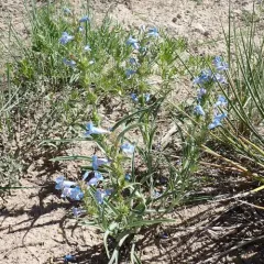 Broadbeard Beardtongue thumbnail 1