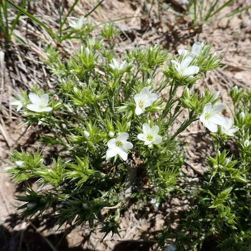 Hooker's sandwort