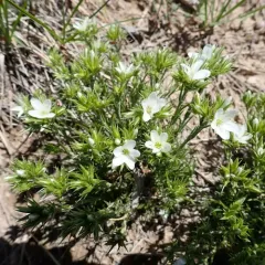 Hooker's sandwort thumbnail 1