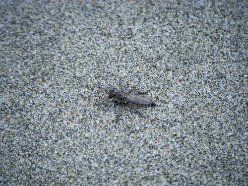 Lasiopogon actius