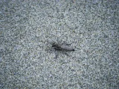 Lasiopogon actius thumbnail 1