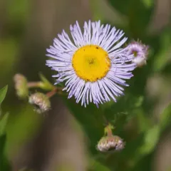 aspen fleabane thumbnail 4