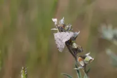 Digrammia triviata thumbnail 2