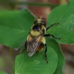 Yellow-faced Swiftwing thumbnail 4