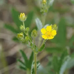 white-leaved cinquefoil thumbnail 3