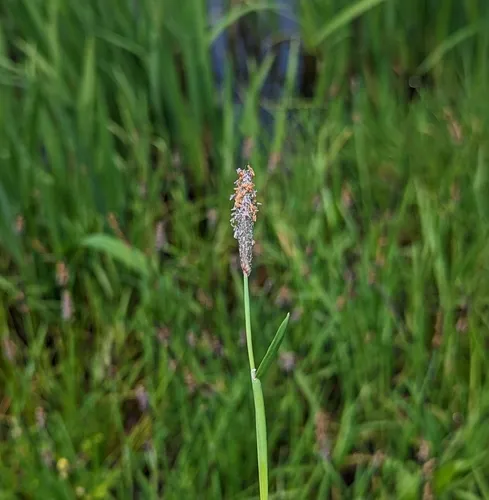 Marsh foxtail