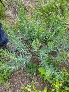 Klickitat aster thumbnail 2