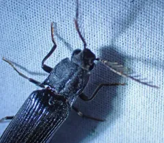 Bipectinate Click Beetle thumbnail 4