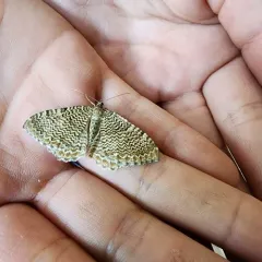 scallop shell moth thumbnail 3