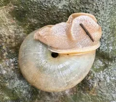 White-lip Globe Snail thumbnail 3