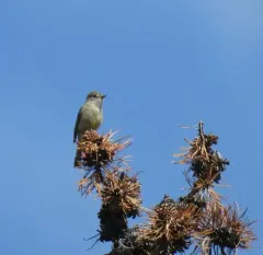 Dusky Flycatcher thumbnail 2