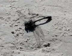 Green-faced Clubtail thumbnail 4