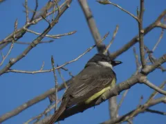 Thick-billed Kingbird thumbnail 3