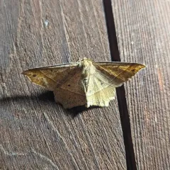 Mottled Euchlaena Moth thumbnail 4