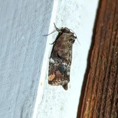 Variegated Midget thumbnail 4