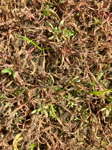 Moss Grass