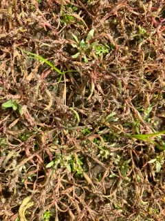 Moss Grass thumbnail 1