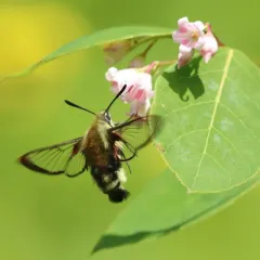Rocky Mountain Clearwing thumbnail 4