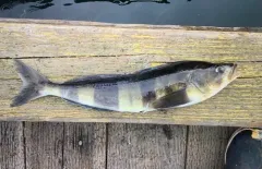 Atka Mackerel thumbnail 2