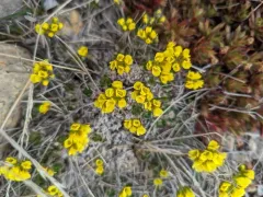 Flat-top Whitlow-grass thumbnail 4