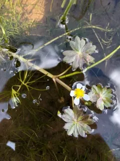 Ranunculus mongolicus thumbnail 4