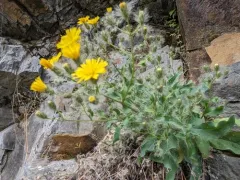 longbeard hawkweed thumbnail 1