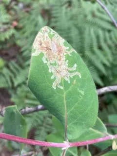 Phytomyza sempervirentis thumbnail 2