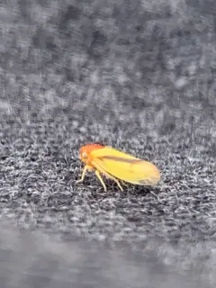 Oncopsis variabilis thumbnail 2