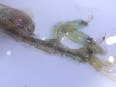 Metacaprella kennerlyi thumbnail 3