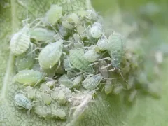 Mealy Plum Aphid thumbnail 2