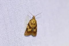 Sparganothis senecionana thumbnail 2
