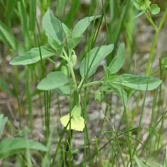 Virginia groundcherry thumbnail 4