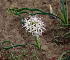 twinleaf onion thumbnail 3