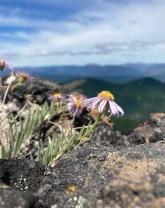 Klamath fleabane thumbnail 4