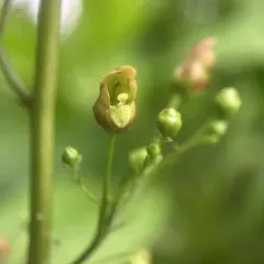 lanceleaf figwort thumbnail 4