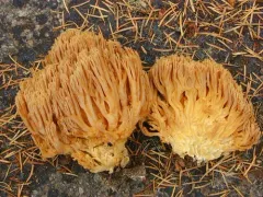 Ramaria gelatinosa thumbnail 2