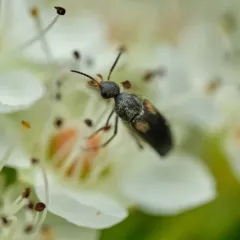 Yellow-shouldered Tumbling Flower Beetle thumbnail 4