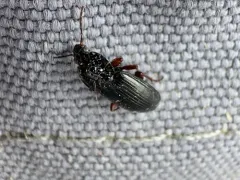 Pterostichus commutabilis thumbnail 4