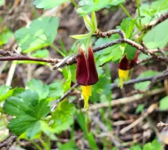 marshall's gooseberry thumbnail 4