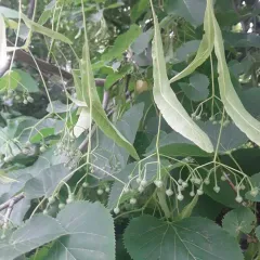 Small-leaved Lime thumbnail 5