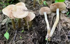Hebeloma alpinicola thumbnail 4