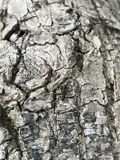Phymatodes nigrescens thumbnail 3