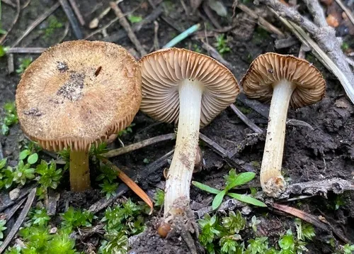 Inocybe candidipes