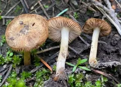Inocybe candidipes thumbnail 1