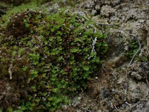 Curvey-capsuled Thin-leaved Moss