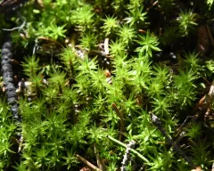 Austria Timmia Moss thumbnail 3