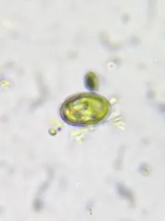 Lepocinclis ovum thumbnail 1