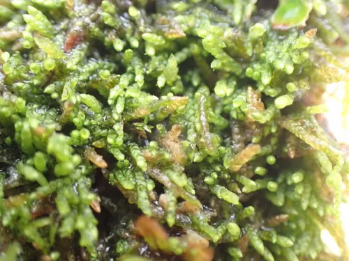 Small Mousetail Moss