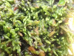 Small Mousetail Moss thumbnail 1